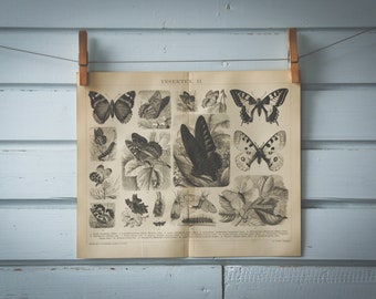 1887 Vintage Butterflies Lithograph Illustration