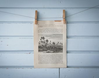 1897 Vintage Palm Forest Lithograph Illustration