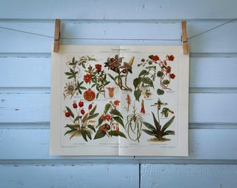 1907 Vintage Houseplants Chromolithograph Illustration