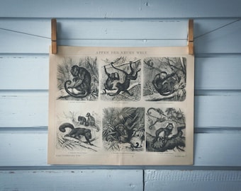 1887 Vintage New World Monkeys Lithograph Illustration