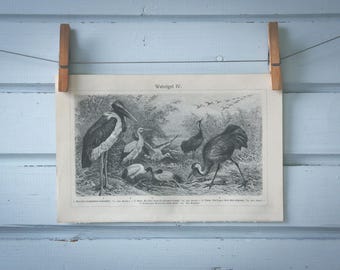 1907 Vintage Storks Illustration