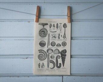 1907 Vintage Fossils Lithograph Illustration