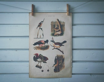 1885 Vintage Birds Chromolithograph Illustration