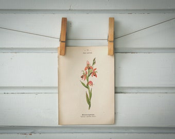 1894 Vintage Bee Orchid Chromolithograph Illustration