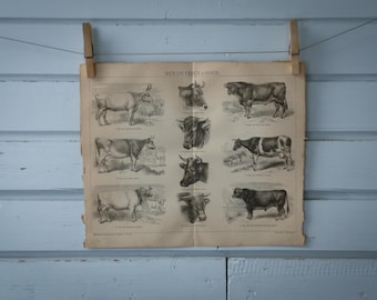 1887 Vintage Cows Lithograph Illustration
