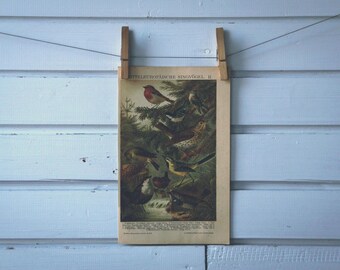 1908 Vintage Songbirds Chromolithograph Illustration