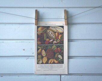 1930s Vintage Tropical Fruits Illustration