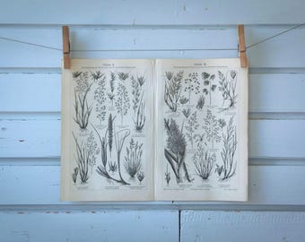 1907 Vintage Grasses Lithograph Illustration