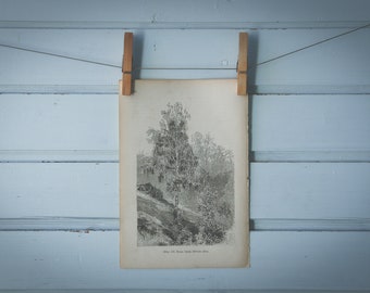 1903 Vintage White Birch Illustration