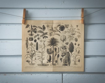 1887 Vintage Domesticated Plants Lithograph Illustration