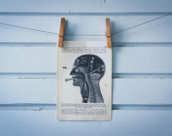 1936 Vintage Human Head Illustration