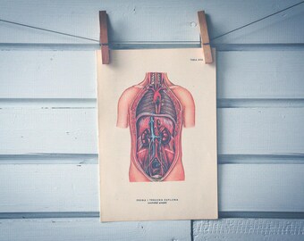 1957 Vintage Internal Organs Illustration