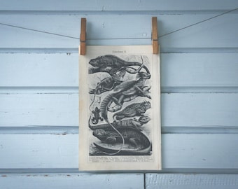 1907 Vintage Lizards Lithograph Illustration