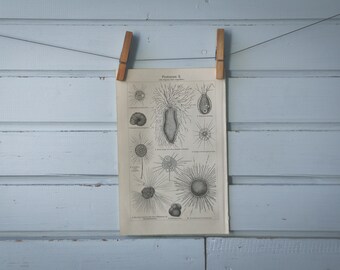 1907 Vintage Protozoa Lithograph Illustration