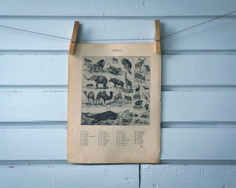 1914 Vintage Animals Illustration
