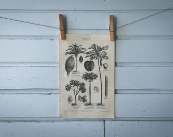 1907 Vintage Palm Tree Lithograph Illustration