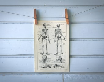 1936 Vintage Skeleton Illustration