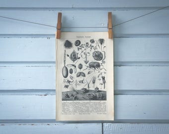 1907 Vintage Seeds Lithograph Illustration