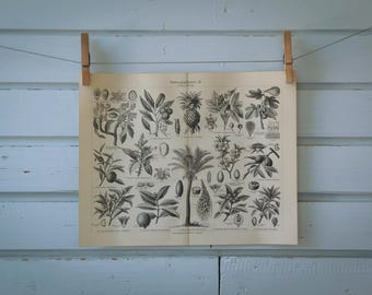 1907 Vintage Crops Lithograph Illustration