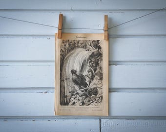 1890 Vintage Birds-of-Paradise Lithograph Illustration