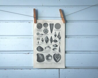 1907 Vintage Fossils Lithograph Illustration