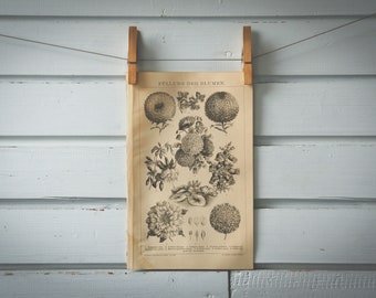 1887 Vintage Form Flowers Lithograph Illustration