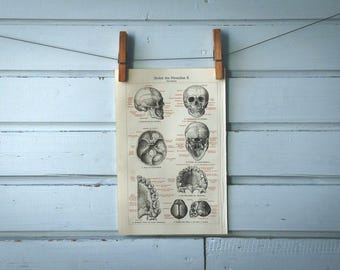 1907 Vintage Human Scull Chromolithograph Illustration
