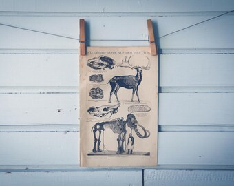 1887 Vintage Ice Age Animals Lithograph Illustration