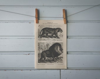 1907 Vintage Tiger & Lion Lithograph Illustration