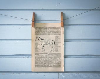 1897 Vintage Horse Illnesses Lithograph Illustration