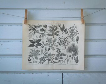 1907 Vintage Tannin Plants Lithograph Illustration