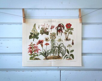 1907 Vintage Houseplants Chromolithograph Illustration