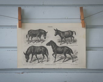 1907 Vintage Equidae Lithograph Illustration
