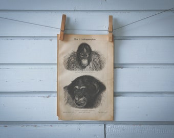 1890 Vintage Monkeys Lithograph Illustration