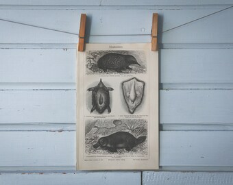 1907 Vintage Monotremes Lithograph Illustration