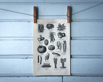 1907 Vintage Vegetables Lithograph Illustration