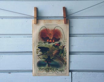1894 Vintage Birds-of-Paradise Chromolithograph Illustration