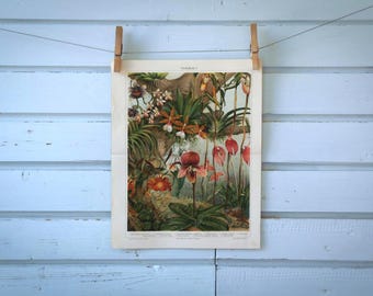 1907 Vintage Orchids Chromolithograph Illustration