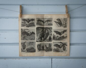 1887 Vintage Bats Lithograph Illustration