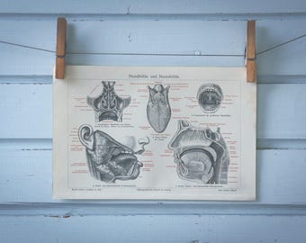 1907 Vintage Head Anatomy Chromolithograph Illustration