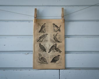1887 Vintage Pigeons Lithograph Illustration