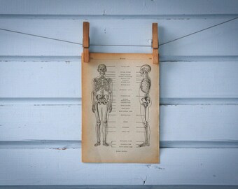 1956 Vintage Skeleton Illustration