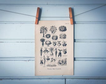 1926 Vintage Vegetables Illustration