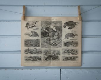 1887 Vintage Reptiles Lithograph Illustration