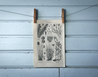 1907 Vintage Peat Plants Lithograph Illustration