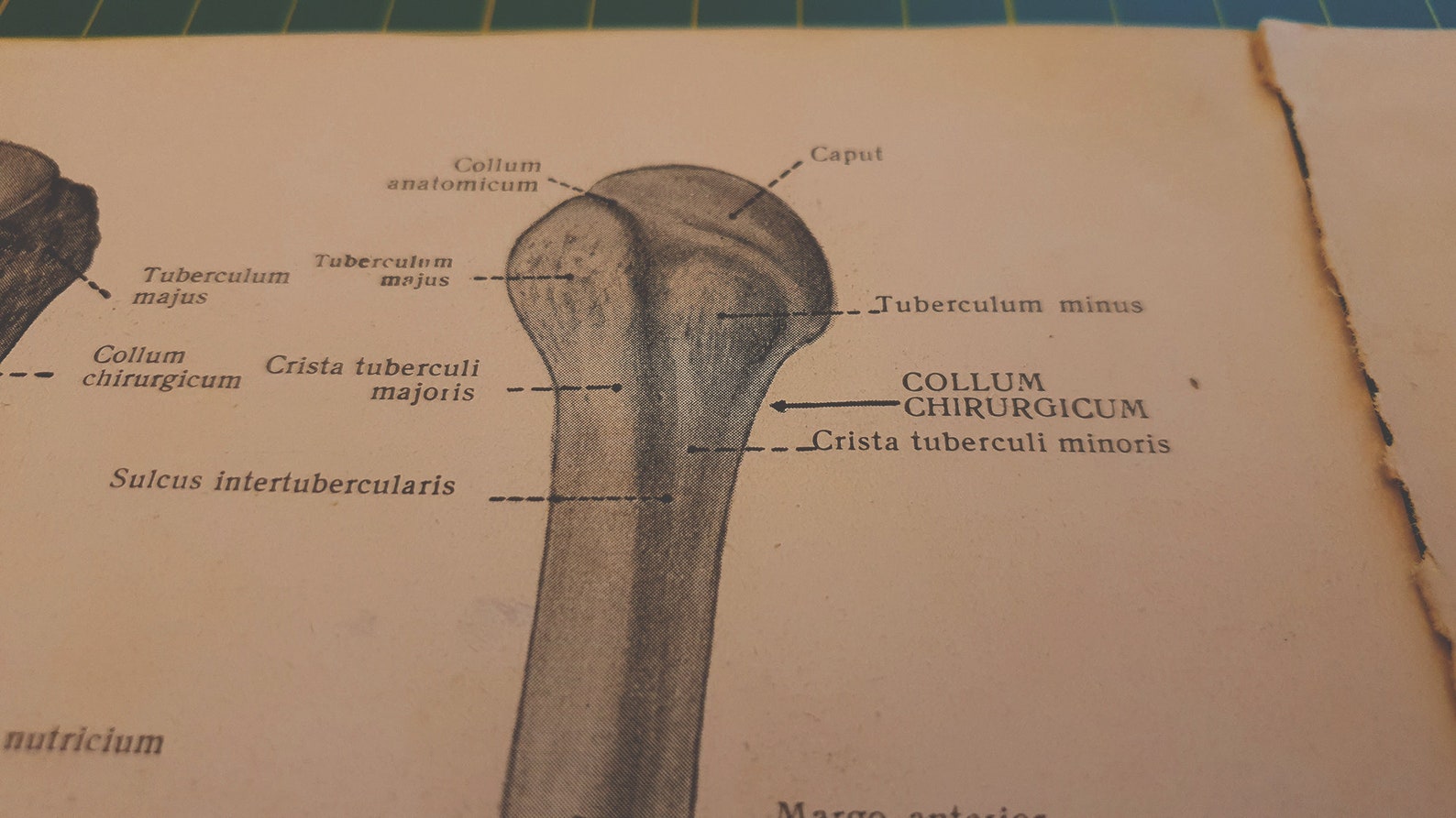 1946 Vintage Human Humerus & Femur Bones Anatomy Illustration | Etsy