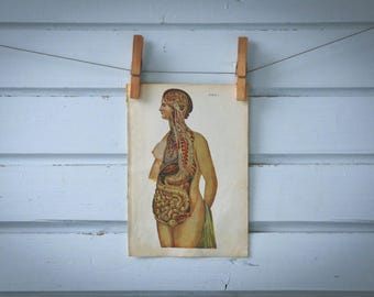 1956 Vintage Female Anatomy Illustration