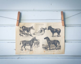1887 Vintage Equidae Lithograph Illustration