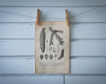 1890 Vintage Silver Fir Lithograph Illustration