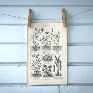1907 Vintage Legumes Lithograph Illustration